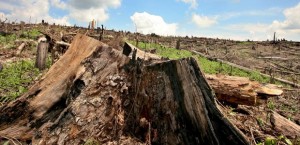 indonesia-deforestacion