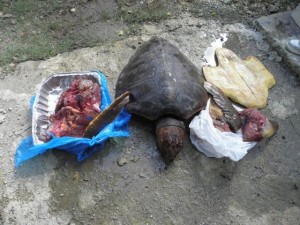 Medio Ambiente somete a tres por caza de tortugas en Las Terreras