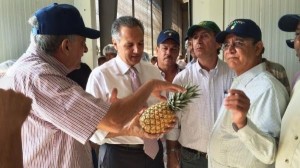 Primera exportación de piña de Cevicos va camino hacia Italia
