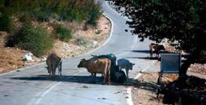 Un francés muere al chocar su carro con una vaca en Montecristi