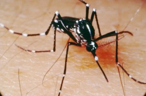 dengue-mosquito-e1327587175398