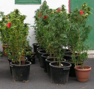 marihuana