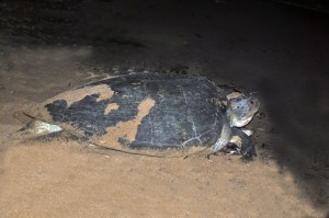 Tortuga llega por primera veza playa guibia