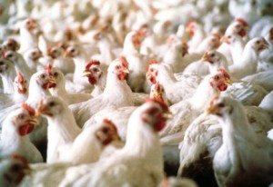 Distribuidores denuncian se especula con precios de pollo