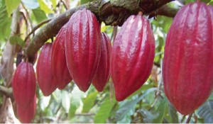 cacao