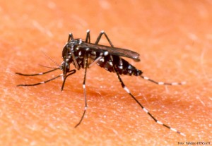 DENGUE