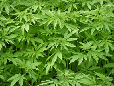 PN ocupa 63.5 gramos de marihuana y tres armas de fuego