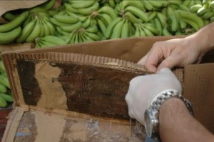 Incautan  64 cajas con droga en cargamento de guineos que iba a Madrid