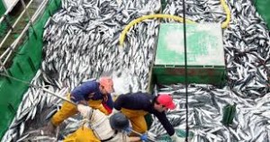 pesca