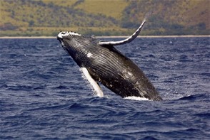 Rojas Gómez dice el país se opone a la cacería de ballenas jorobadas