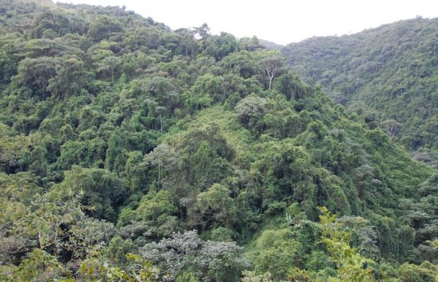 Sindicatos piden a Danilo no promulgar ley convierte a Loma Miranda en Parque Nacional