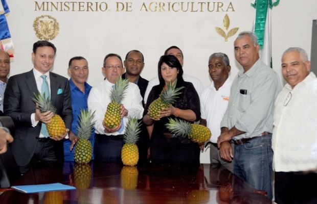 Presentarán primera producción de hijuelos de piña importados con financiamiento del Gobierno