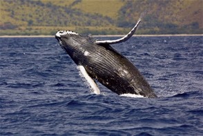 Pese a oposición de RD, Comisión aprueba que siga la cacería de ballenas