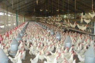 Productores rebajan dos pesos a la libra de pollo vivo en granja