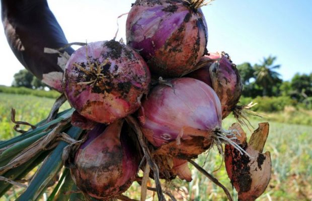 Productores de cebolla de San Juan recibirán indemnización de 14 millones